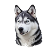 Husky