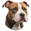 American Stafford Terrier
