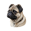 Pug