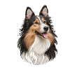 Collie