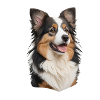 Australian Shepherd