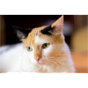 chat carey