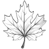 Maple Leaf Black & White