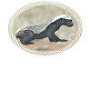 Honigdachs - Ratel - Arder - Wildtier in Afrika