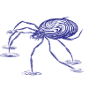 Little Spider
