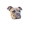 Bulldogge - Bulldog DAD - Bulldoggen Papa