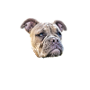 Bulldog Bulldog Bulldogs Mom