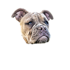 Bulldog - Bulldog MOM - Bulldogs Mom