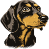 Dachshund Dog Portrait Dachshund