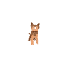 Heartbeat Yorkshire Terrier