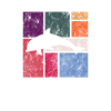 Delfin