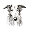 Hundeportrait - Barsoi
