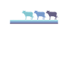 Vache