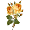 Fleur