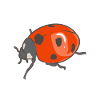 Team Ladybug
