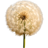 Pusteblume
