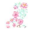 cherry blossom,flowers,blossom,floral,flower