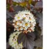 ninebark Physocarpus capitatus Blasenspiere