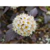 ninebark Physocarpus capitatus Blasenspiere