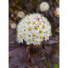 ninebark Blasenspiere Physocarpus capitatus