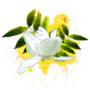 hübsche Blumenprints, Magnolie mit Blättern