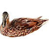 wasservögel, Stockente