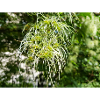 Traveller's Joy Clematis vitalba