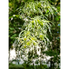 Traveller's Joy Clematis vitalba