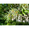 Traveller's Joy Clematis vitalba