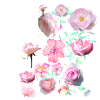 Roser, blomster, blomster, blomster, blomster