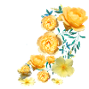 Rosen, Blumen,blume, floral, blume