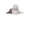 Old English Sheepdog Sheepie Bobtail