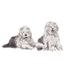 Old English Sheepdog Sheepie Bobtail