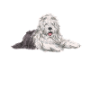 Old English Sheepdog Sheepie Bobtail