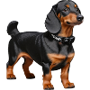 Dachshund
