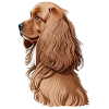 Cocker Spaniel