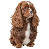 Kingston Spaniel