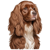 Kingston Cavalier Spaniel
