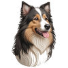 Collie