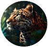Leoparden Face Up Für Wildtier Fan Und Naturlieber