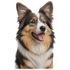 Collie