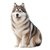 Malamut