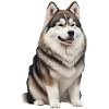 Malamut