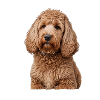 Caniche