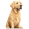 Labrador