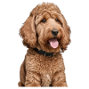 Poodle
