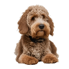Caniche