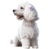 Poodle
