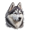 Husky