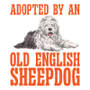 Old English Sheepdog Sheepie Bobtail